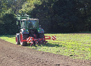 Traktor mit Hacke von der Seite auf Rübenkrautfeld